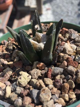 Rare Ariocarpus Fissuratus Var Bravoanus Succulent Cactus Live Plant Seed Grown