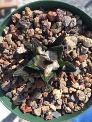 Rare Ariocarpus Fissuratus var Bravoanus Succulent Cactus Live Plant Seed Grown 2