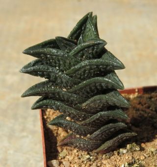 Haworthia (haworthiopsis) Nigra - Rare Slow Growing Plant