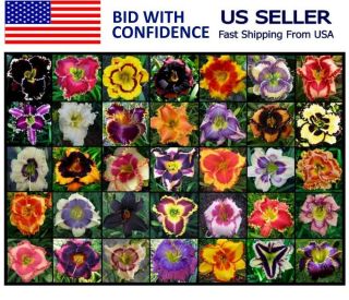 Rare Flower Seeds Newest Intros Daylily Seeds Perennial Flower Seeds Daylilies