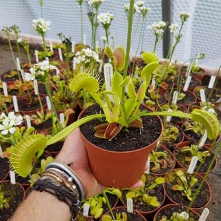 Dionaea Muscipula Gj Giant Form Venus Flytrap Carnivorous Live Plant Rare