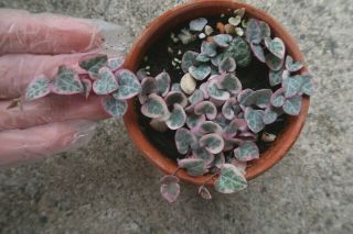 Variegated String Of Hearts Ceropegia Woodii Plant - Rare Succulent Live Plant