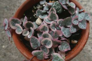 Variegated String of Hearts Ceropegia Woodii Plant - RARE Succulent Live Plant 2