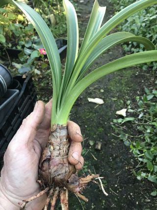 Extremely Rare Bulb - Hippeastrum aulicum variegated 2