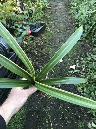 Extremely Rare Bulb - Hippeastrum aulicum variegated 3