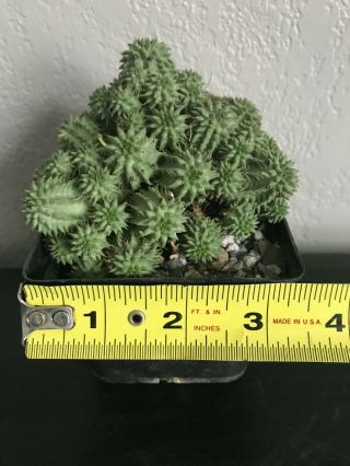 Euphorbia suzannae large rare succulent plant not cactus 5