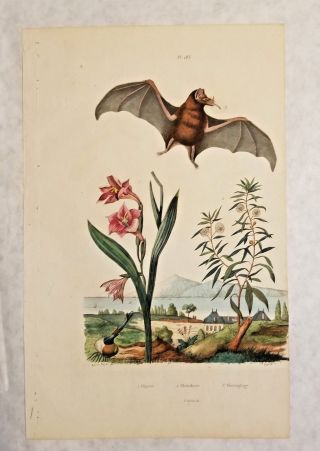 Bat Globulairia Guerin Hand - Colored 1839 Natural History Litho Print Rare