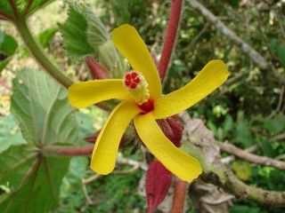 Wercklea Ferox,  A Rare Costa Rican Shrub 5 Seeds,  Garden Hibiscus Family