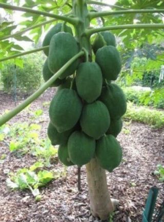 125 Ps/bag Dwarf Hovey Papaya Seeds Bonsai Organic Fruit Seeds Tree Seeds Rare