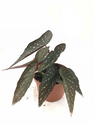 Angel Wing Begonia 6” Pot Live Rare Unnamed White Tip Species By Harmony 13