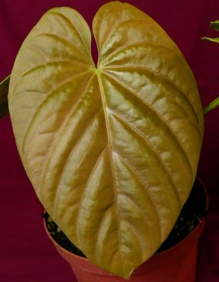 Anthurium Debilis Rare Corrugated Aroid Plant