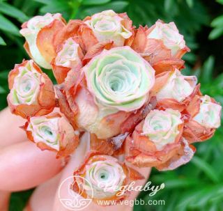 Greenovia Sp Mountain Rose 悅色 Mini Cluster Korean Rare Succulent Plant 3 "