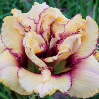 Rare Chinese Daylily Roots Perennial Blooming Well Flowers Rhizome
