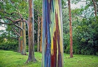 1000 Eucalyptus Deglupta Seeds.  Rainbow Eucalyptus,  Mindanao Gum,  Rare Seeds