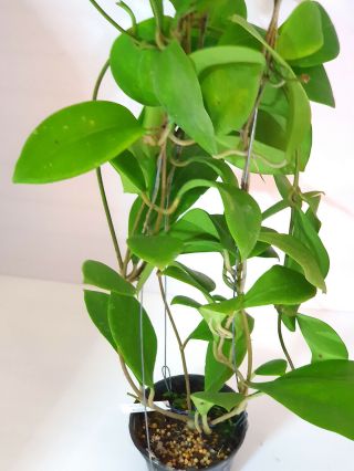 1 pot,  20 - 22 inches rooted plant of Hoya mmindorensis purple star RARE 2