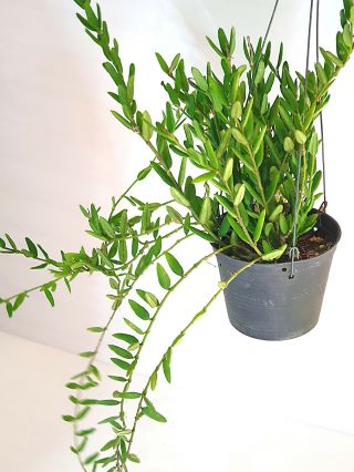1 Pot 10 - 12 Inches Rooted Plant Of Hoya Engleriana Very Rare