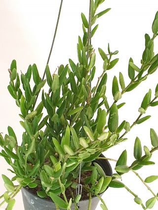1 pot 10 - 12 inches rooted plant of Hoya engleriana VERY RARE 2