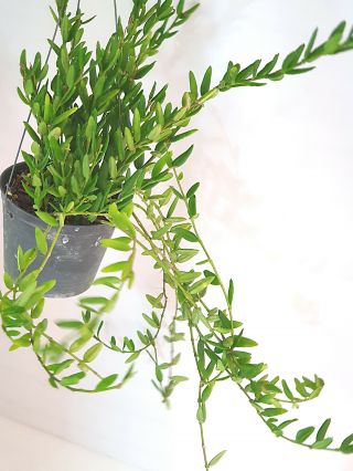 1 pot 10 - 12 inches rooted plant of Hoya engleriana VERY RARE 3