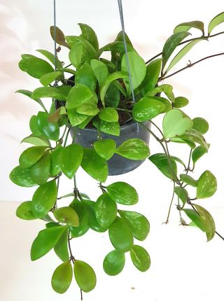 1 Pot 10 - 12 Inches Rooted Plant Of Hoya Adalensis Splash Leaves Very Rare