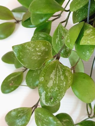 1 pot 10 - 12 inches rooted plant of Hoya adalensis splash leaves VERY RARE 2