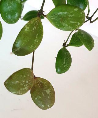1 pot 10 - 12 inches rooted plant of Hoya adalensis splash leaves VERY RARE 3