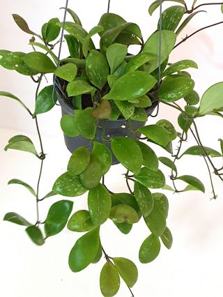 1 pot 10 - 12 inches rooted plant of Hoya adalensis splash leaves VERY RARE 4
