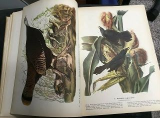 John James Audubon Birds of America Book,  Rare 1st Edition Nov.  1937 7