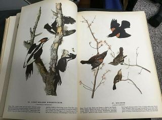 John James Audubon Birds of America Book,  Rare 1st Edition Nov.  1937 8