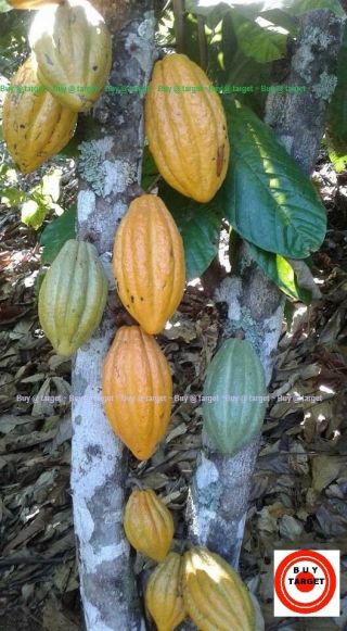Live Fresh Viable 01 Cocoa Pod Theobroma Cacao Oraganic Rare,  30 40 Seeds