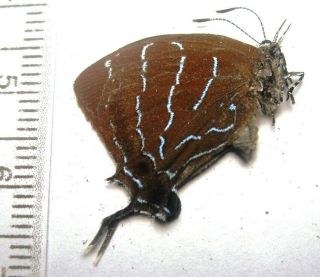 Lycaenidae Theclinae Specie 50 Rare From Peru