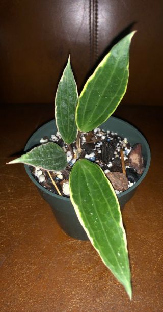 Hoya Macrophylla Variegated (rare),  Ship In 4” Pot Actual Plant