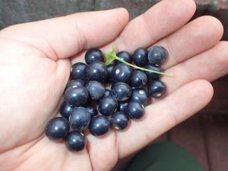 Jaltomate - Jaltomata Repandidentata - Rare Delicious Fruit Annual - 20 Seeds