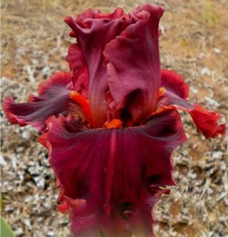 Iris Bulb Bonsai Flower Rare Perennial Impressive Fragrant Diy Beautifying Gift