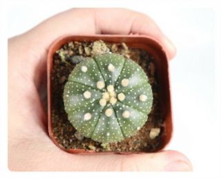 1 - Cut Cactus 4cm Astrophytum Asterias Succulent Live Plant Home Garden Rare Pot