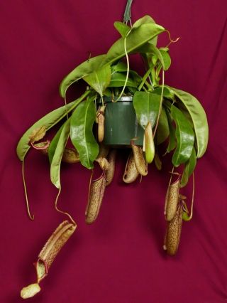 Nepenthes Miranda Plant 8 " Pot Rare Lowland Carnivorous Pitcher Plant