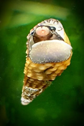 10,  Rare Quilted Melania Snails - Tarebia Granifera Freshwater Aquarium Snails