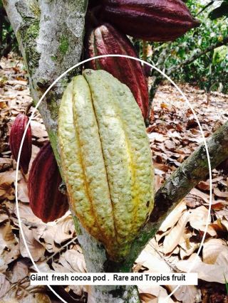 Giant Fresh Viable 01 Cocoa Pod Theobroma Cacao Rare,  35 50 Seeds