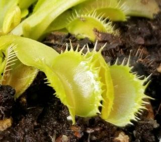 Rare Carnivorous Venus Flytrap Plant " Toxic "