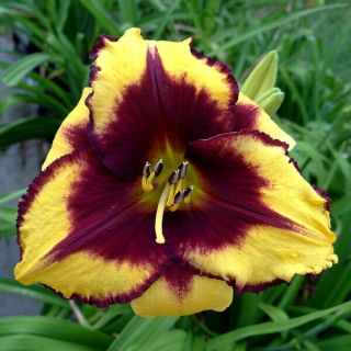 5 Daylily Roots Resistant Perennial Reblooming Flower Rhizomes Rare Supreme Home
