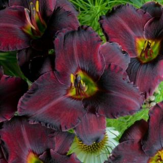 Perennial Rare Variety Daylily 5 Roots Organic Resistant Blooming Gardening