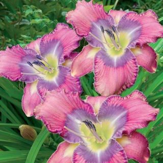 Perennial Daylily Root Rare Resistant Reblooming Gardens Courtyard Plants