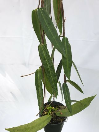 1 Pot,  20 - 22 Inches Rooted Plant Of Hoya Hypolasia Extremly Rare