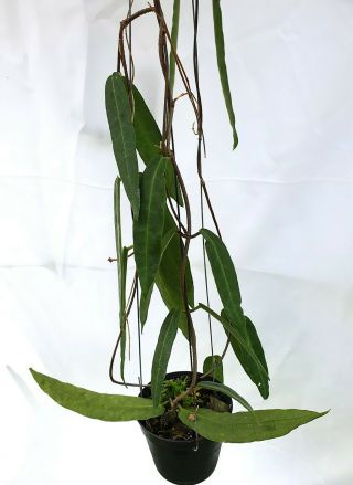 1 pot,  20 - 22 inches rooted plant of Hoya hypolasia Extremly Rare 3