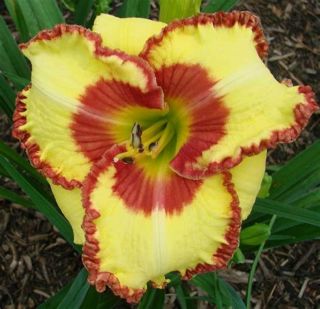 Yellow Daylily Roots Perennial Reblooming Flower Rare Fragrant Gorgeous Balcony