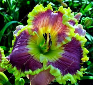 Perennial Daylily Roots Rare Fragrant Resistance Hardy Reblooming Flower Balcony
