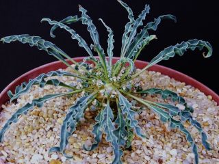 Euphorbia Hadramautica,  Exotic Rare Madagascar Bonsai Cacti Caudex Seed 10 Seeds