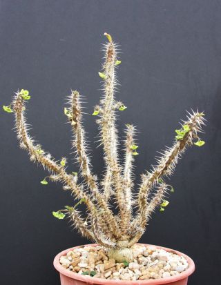 Euphorbia Hofstaetteri Exotic Madagascar Succulent Rare Bonsai Seed 10 Seeds