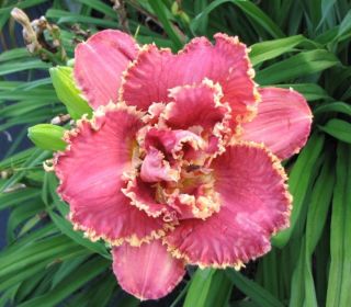Rare Pink Perennial Daylily Roots Fragrant Hardy Flower Blooms Reblooming Bonsai