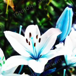 Blue Heart Lily Bulbs,  Not Seeds,  Rare Flower Bonsai Plant,  4 Bulbs