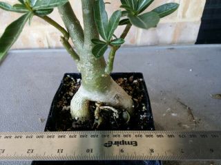 Adenium Desert Rose grow from seed bonsai VERY RARE 066 triple petals layer 4